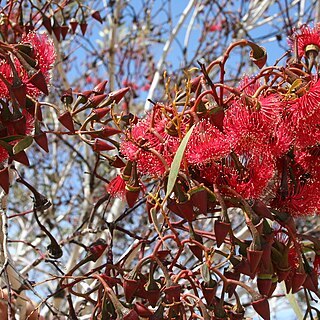 Eucalyptus erythronema unspecified picture