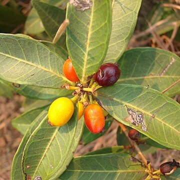 Eugenia bimarginata unspecified picture