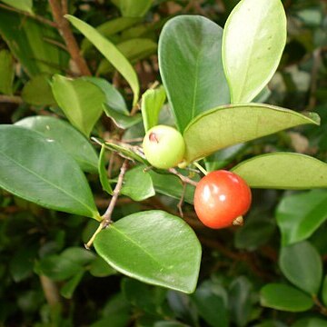 Eugenia reinwardtiana unspecified picture