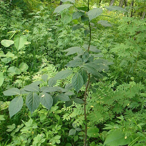 Euonymus macropterus unspecified picture