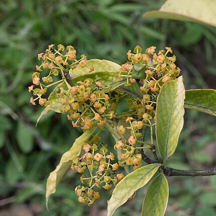 Euonymus myrianthus unspecified picture