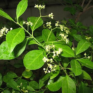 Euonymus boninensis unspecified picture