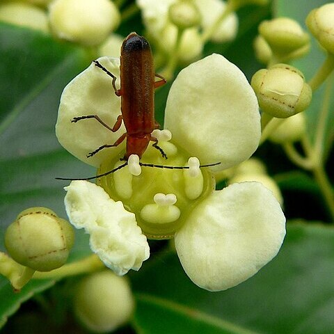 Euonymus carnosus unspecified picture