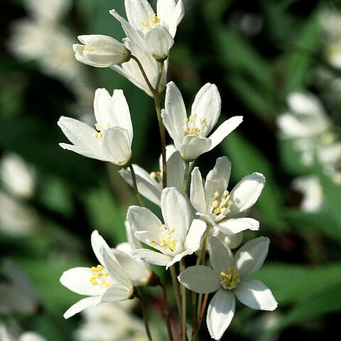 Deutzia unspecified picture