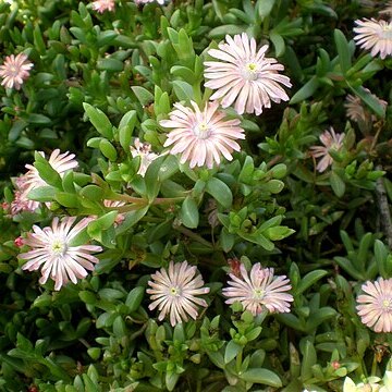 Delosperma rileyi unspecified picture