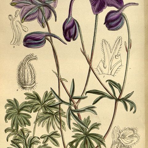 Delphinium pylzowi unspecified picture