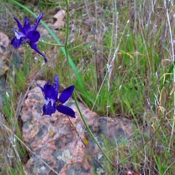 Delphinium patens unspecified picture