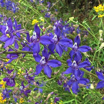 Delphinium parryi unspecified picture