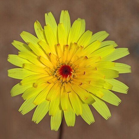 Malacothrix glabrata unspecified picture