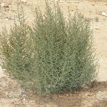 Bassia indica unspecified picture