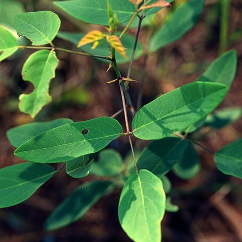 Desmodium laevigatum unspecified picture