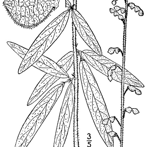 Desmodium sessilifolium unspecified picture