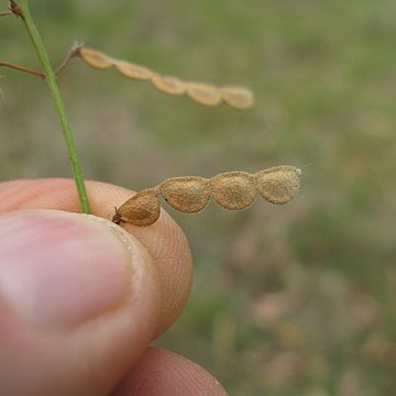 Desmodium varians unspecified picture