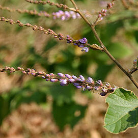 Desmodium velutinum unspecified picture