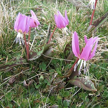 Erythronium unspecified picture