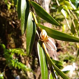 Dendrobium adamsii unspecified picture