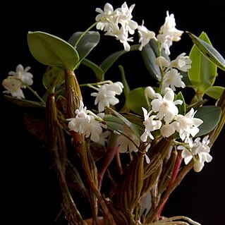 Dendrobium aberrans unspecified picture