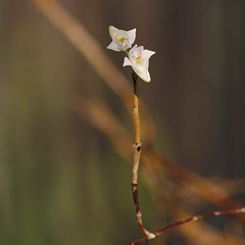 Dendrobium angulatum unspecified picture