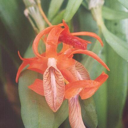 Dendrobium unicum unspecified picture