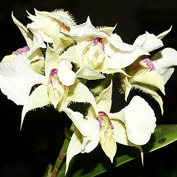 Dendrobium eximium unspecified picture