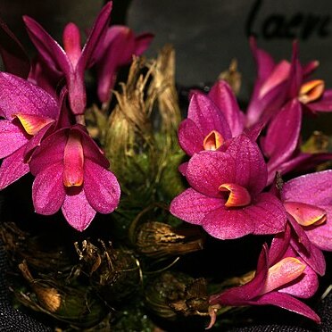 Dendrobium laevifolium unspecified picture