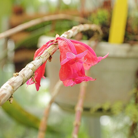 Dendrobium lawesii unspecified picture