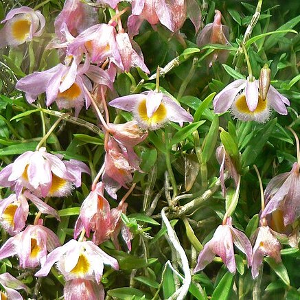 Dendrobium loddigesii unspecified picture