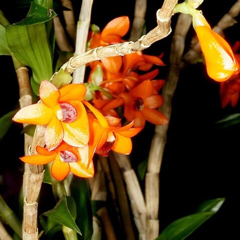 Dendrobium mohlianum unspecified picture