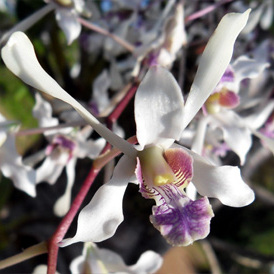 Dendrobium lineale unspecified picture