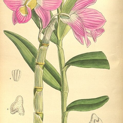 Dendrobium regium unspecified picture