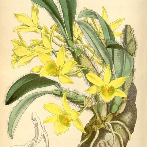 Dendrobium senile unspecified picture