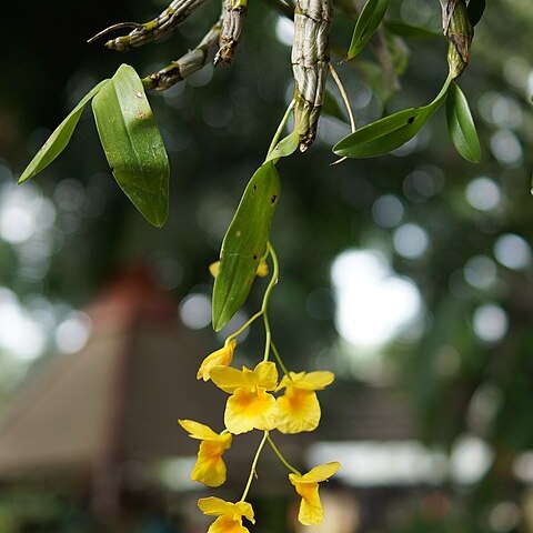 Dendrobium capillipes unspecified picture