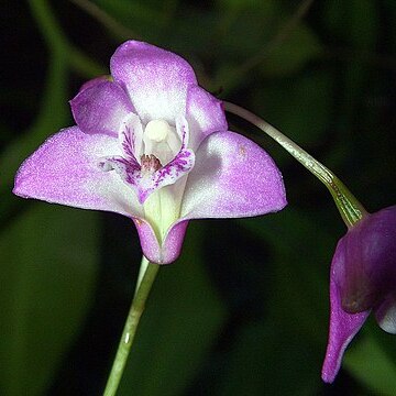 Dendrobium kingianum subsp. kingianum unspecified picture