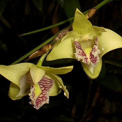 Dendrobium junceum unspecified picture