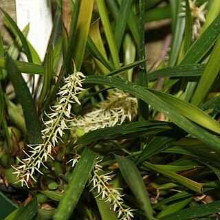 Dendrochilum yuccifolium unspecified picture