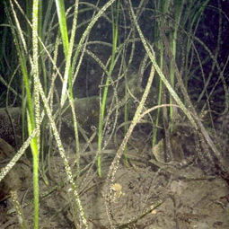 Zostera unspecified picture