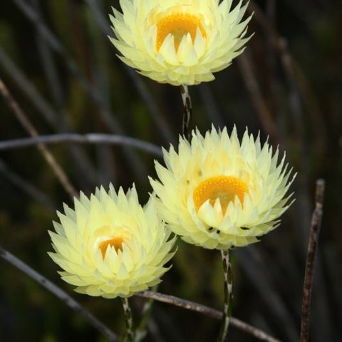 Edmondia sesamoides unspecified picture