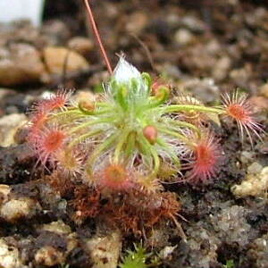 Drosera pedicellaris unspecified picture