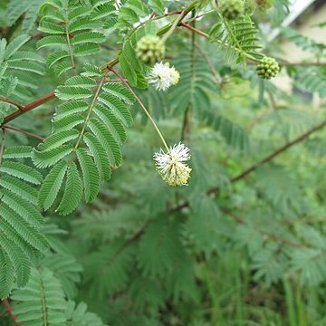 Desmanthus bicornutus unspecified picture