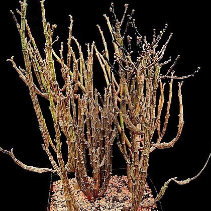 Euphorbia platyclada unspecified picture