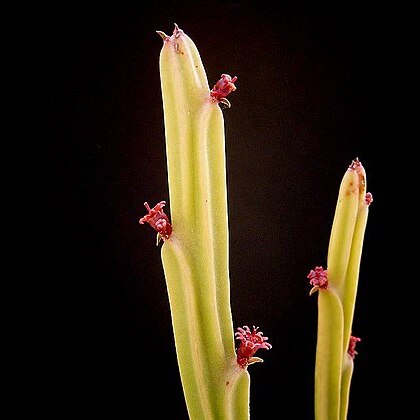 Euphorbia attastoma unspecified picture