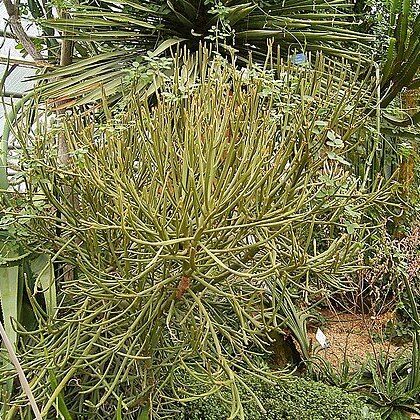 Euphorbia arbuscula unspecified picture