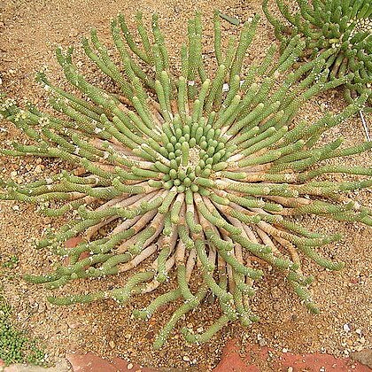 Euphorbia inermis unspecified picture