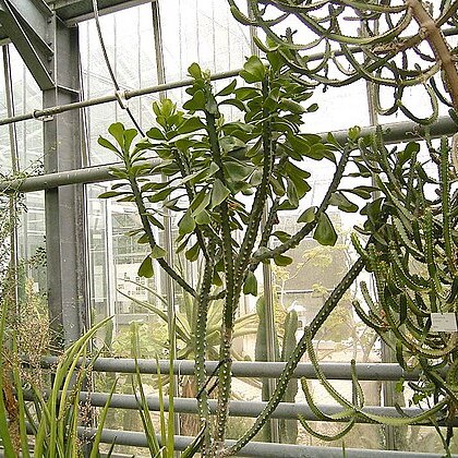 Euphorbia desmondii unspecified picture