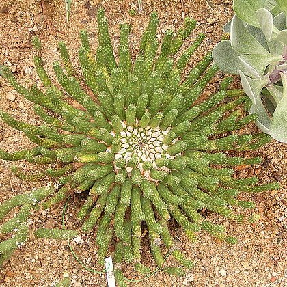 Euphorbia esculenta unspecified picture