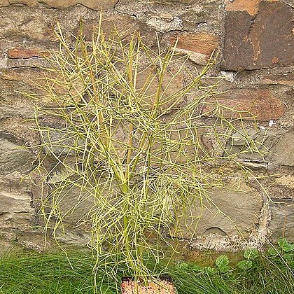 Euphorbia mainty unspecified picture