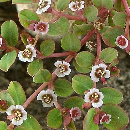 Euphorbia rivae unspecified picture