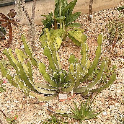 Euphorbia cactus unspecified picture