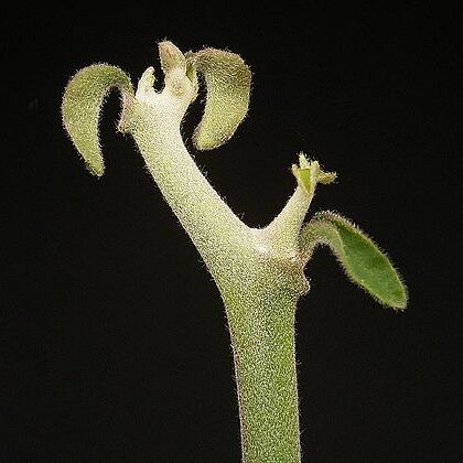 Euphorbia kamponii unspecified picture