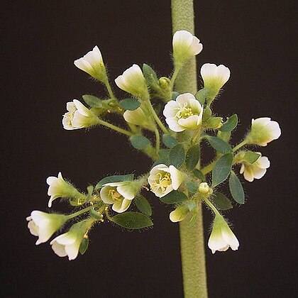 Euphorbia guiengola unspecified picture